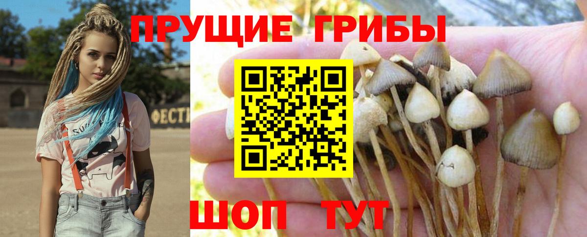 Псилоцибиновые грибы GOLDEN TEACHER Наро-Фоминск